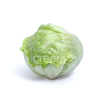 Xà lách Iceberg (xà lách cuộn)