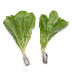 Xà lách Romaine thủy canh