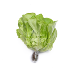 Xà lách mỡ thủy canh