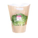 Xà lách Crispy thủy canh - TopValu