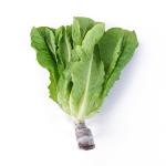 Xà lách Romaine thủy canh
