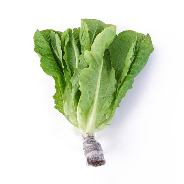 Xà lách Romaine thủy canh