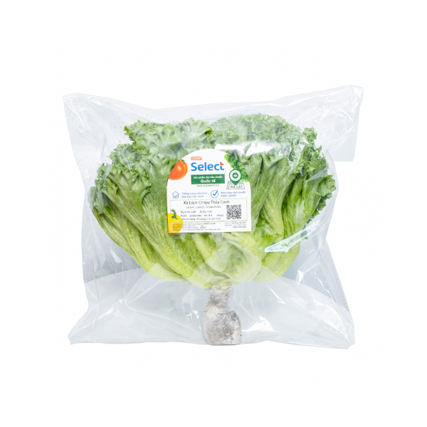 Xà lách Crispy thủy canh – Co.op Select
