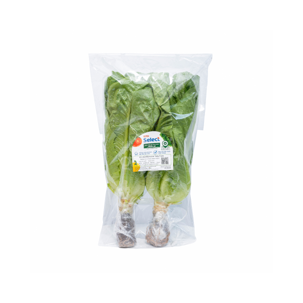 Xà lách Romaine thủy canh – Co.op Select