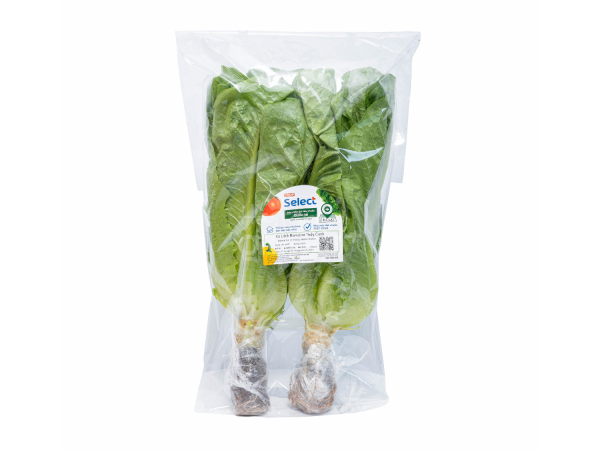 Xà Lách Romaine Thủy Canh – Co.op Select